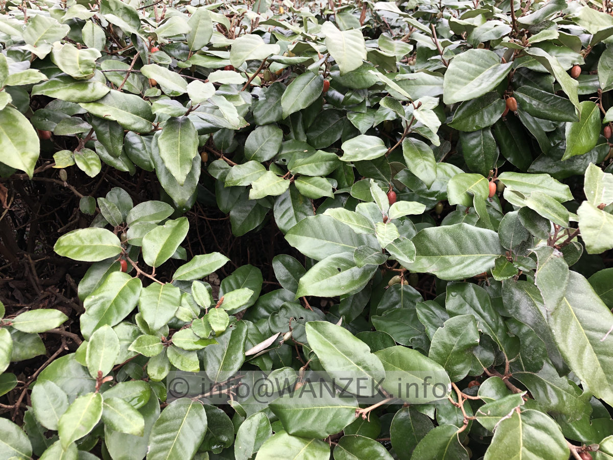 Elaeagnus multiflora 01.JPG